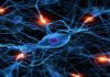 Neurogenesis Paves the Way For Brain Cell Regeneration