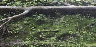 Lost City Older Than AngKor Wat Found at Cambodia