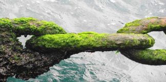 The Oneness of Life and Its Environment