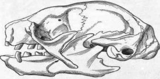The Origin of Placental Mammals
