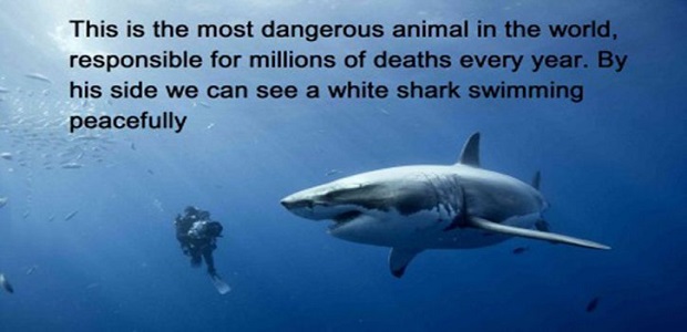 the-worlds-most-dangerous-animal