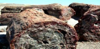 The Glittering Petrified Forest