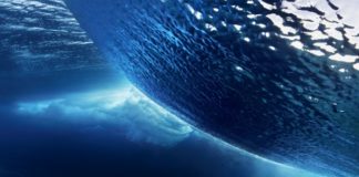 Earth – The Liquid Planet