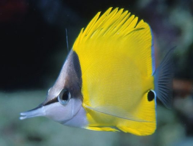 forceps-butterfly-fish