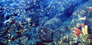 Galapagos Rift – The Bottom Dwellers Paradise