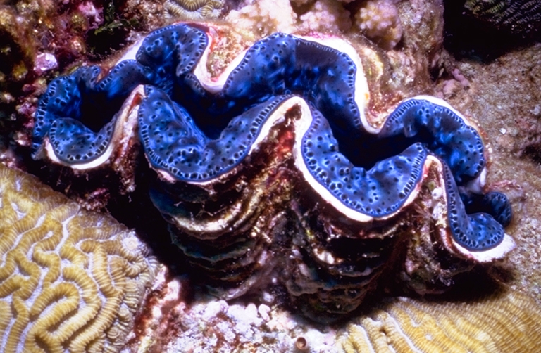 giant-clam