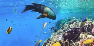 Red Sea – Embryonic Ocean