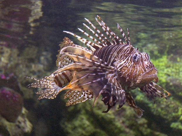 scorpion-fish