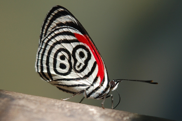 88-butterfly-iguazu
