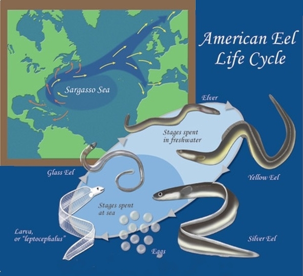 american-eel-life-cycle