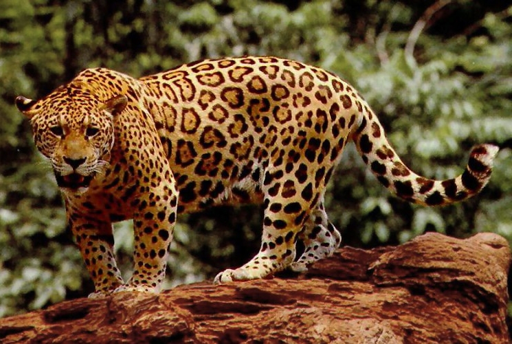 jaguar-on-tree