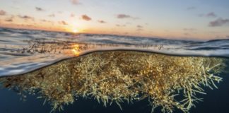 Sargasso – Sea of Weeds