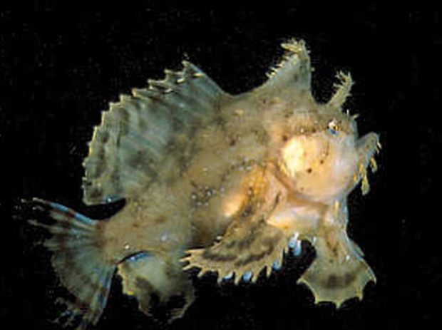 sargassum-fish