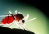 Can Life be Better Without Mosquitoes?