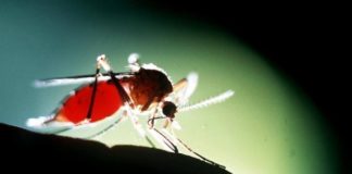 Can Life be Better Without Mosquitoes?