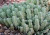 Moroccan Cactus Plant Promises Permanent Treatment For Intractable Pain