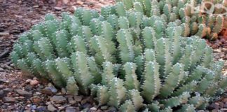 Moroccan Cactus Plant Promises Permanent Treatment For Intractable Pain