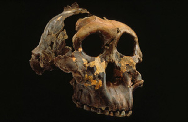 paranthropus-boisei-skull