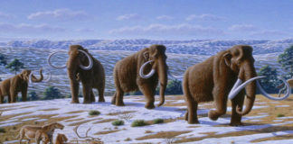What Lead to the Extinction of Mammoths?