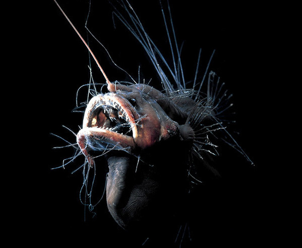 angler-fish-fanfin-seadevil