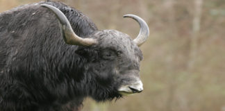 The Nature of Animal Mourning – Part II