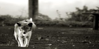 The Nature of Animal Mourning – Part I