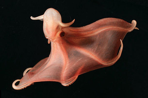 cirrate-octopod-stauroteuthis-syrtensis