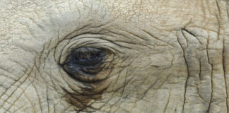 The Nature of Animal Mourning – Part III