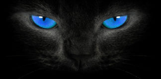 The Mysterious Beast of Bodmin Moor