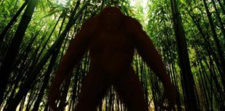 The Legendary Bigfoot – Larger Than Life We Hope!
