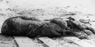 The Lusca & St. Augustine Phenomena