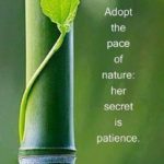 adopt-the-pace-of-nature
