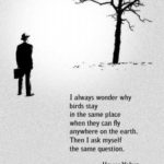 i-always-wonder-why-birds-stay