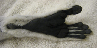 Does Lemuria Hold the Key to the Origin of Lemurs?