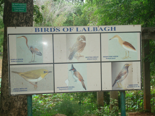 birds-of-lal-bagh