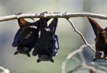 The Origin of SARS Virus Began with Bats