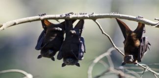 The Origin of SARS Virus Began with Bats