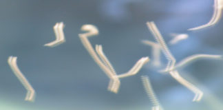 Is the Rods Phenomenon Merely an Optical Illusion?