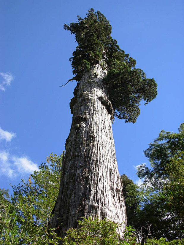 alerce-patagonian-cypress-tree