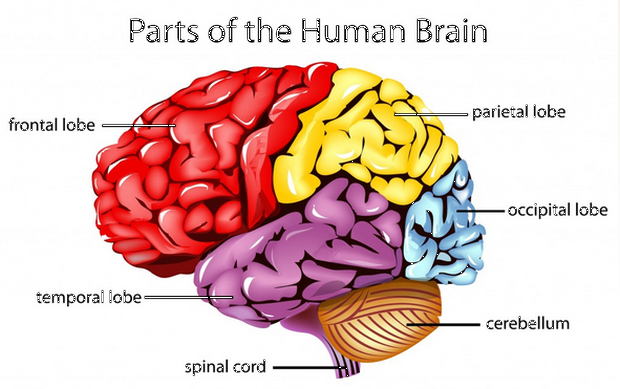 parts-of-human-brain