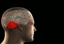 Cerebellum – The ‘Little Brain’ that Makes the Difference