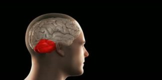 Cerebellum – The ‘Little Brain’ that Makes the Difference