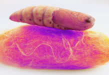 New Technique Helps Silk Worms Produce Colorful Silk