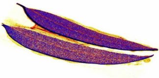 Gold Leaves of Eucalyptus Trees May Help Trace Gold Deposits