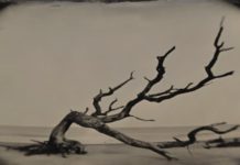 10 Oldest Trees in the World