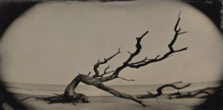 10 Oldest Trees in the World