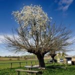 double tree search of life
